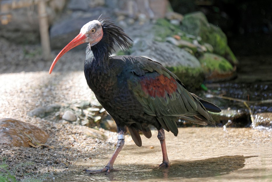 シェーンブルン動物園