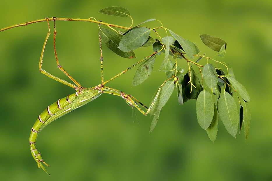 Insektarium Tiergarten Schönbrunn