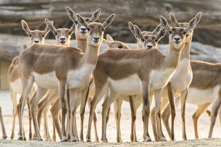 Hirschziegen-Antilope