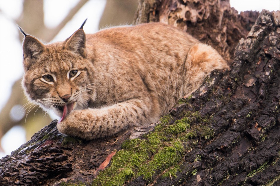 Eurasischer Luchs Tiergarten Schönbrunn