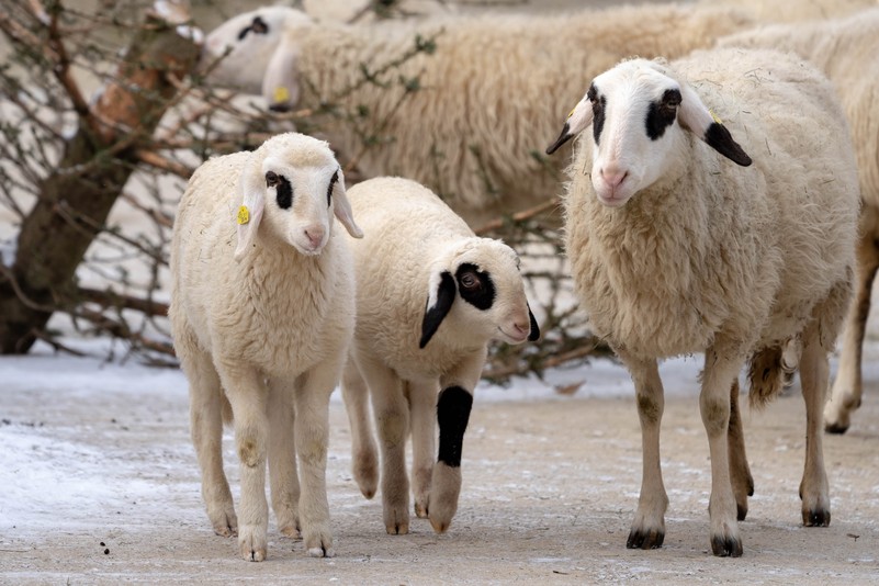 Kärntner Brillenschaf Tiergarten Schönbrunn