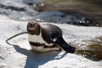 Foto für: Weltpinguin-Tag