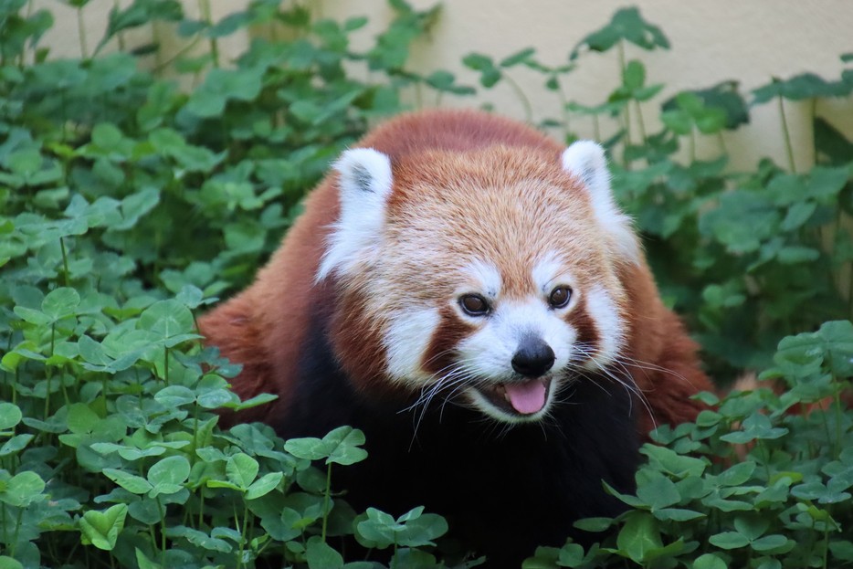 Roter Panda Tiergarten Schönbrunn