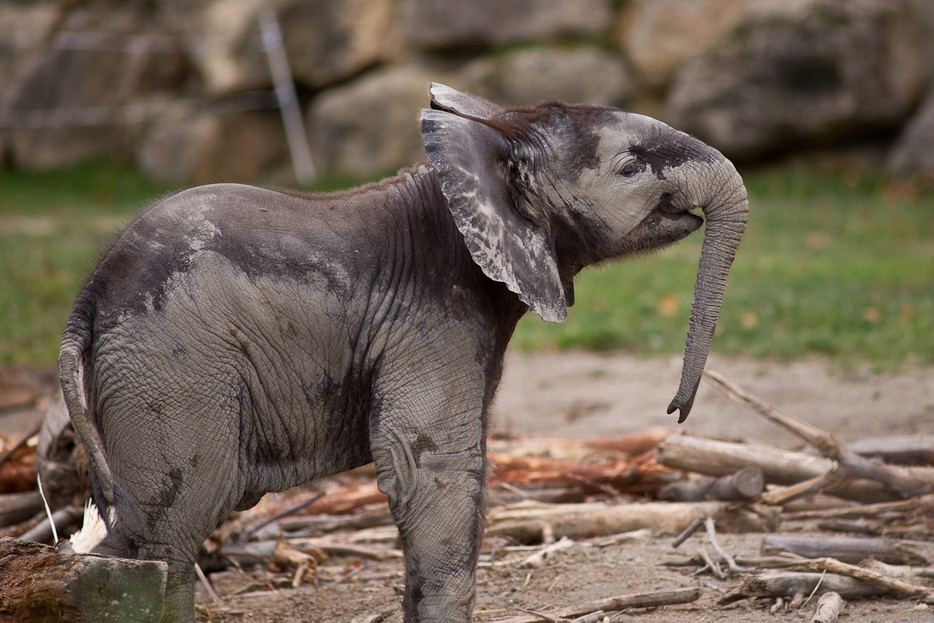 Ein kleiner Elefant mit großen Ohren – Tiergarten Schönbrunn