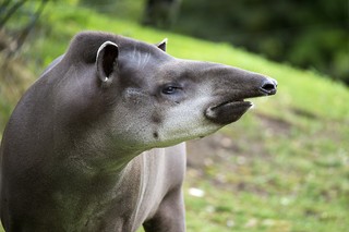 Säugetiere – Tiergarten Schönbrunn