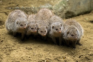 Säugetiere – Tiergarten Schönbrunn