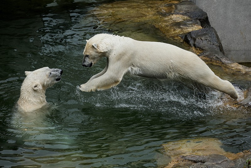 Tiergarten ist 5beliebtester Zoo der Welt Tiergarten Schönbrunn