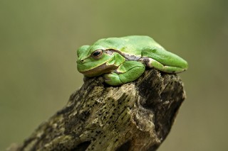 Laubfrosch 