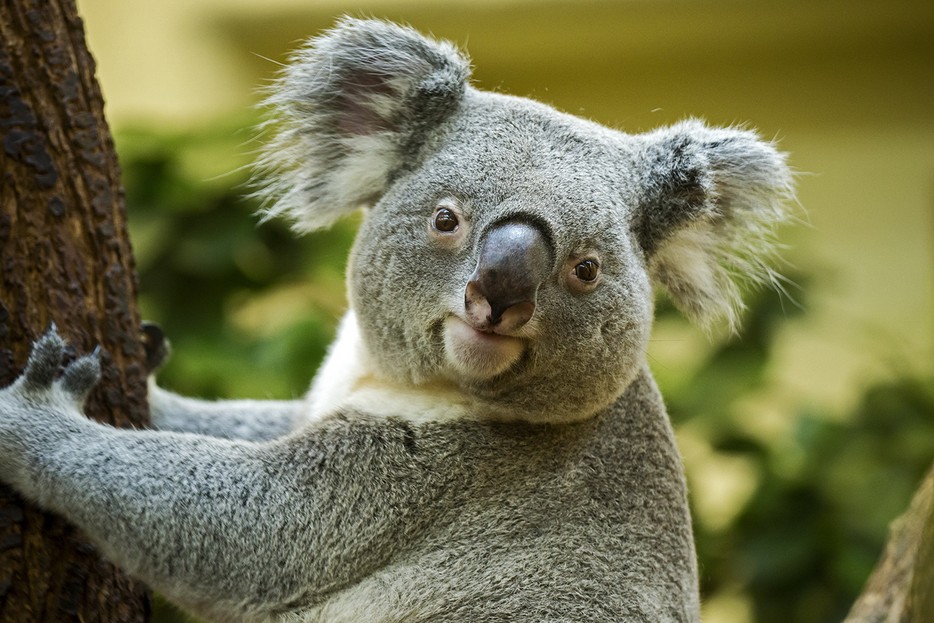 Koala Tiergarten Schönbrunn