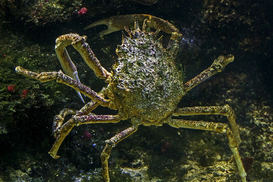 Seespinne Tiergarten Schönbrunn