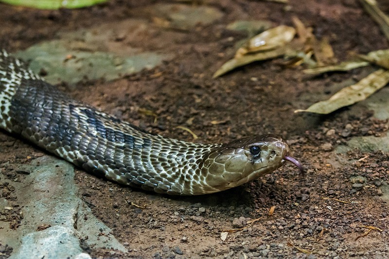Brillenschlange Indische Kobra Tiergarten Schonbrunn