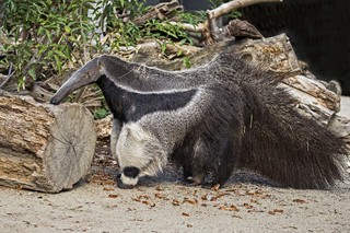 Großer Ameisenbär