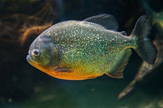 Roter Piranha