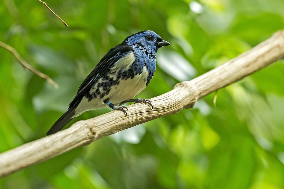 Franz Wunsch Tiergarten Schönbrunn