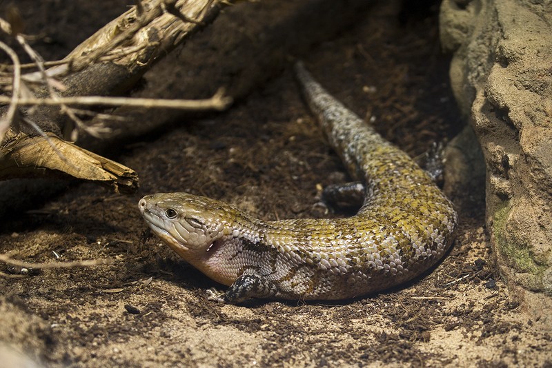 Blauzungenskink – Tiergarten Schönbrunn