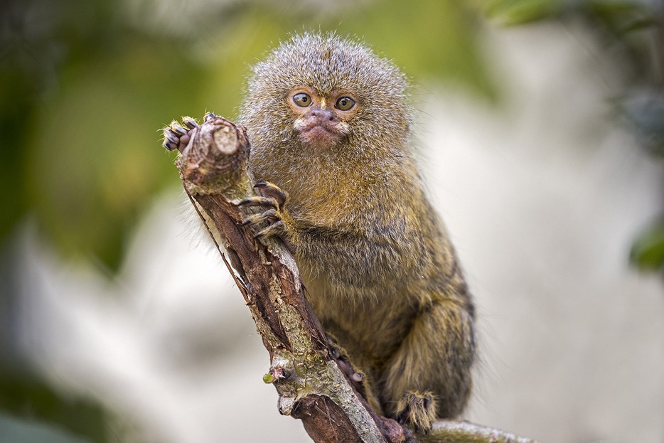 Zwergseidenaffe Tiergarten Schonbrunn
