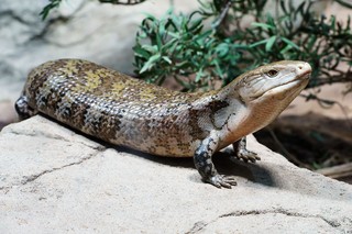 Blauzungenskink