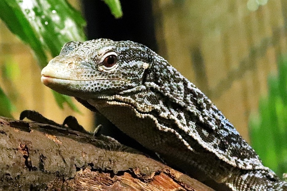 Blauer Baumwaran Tiergarten Schönbrunn