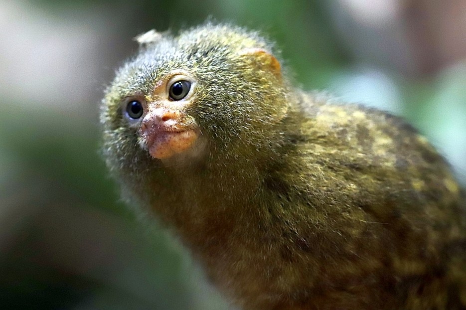 Fingeraffe Zwergseidenaffe – Tiergarten Schönbrunn