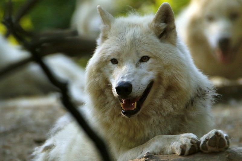 Arctic Wolf