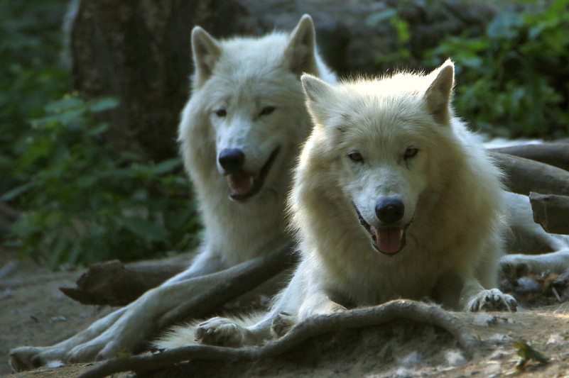 Arctic Wolf