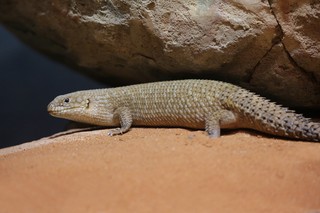 Stachelschwanzskink