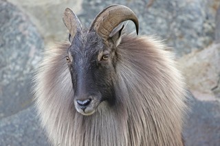 Himalaya Tahr