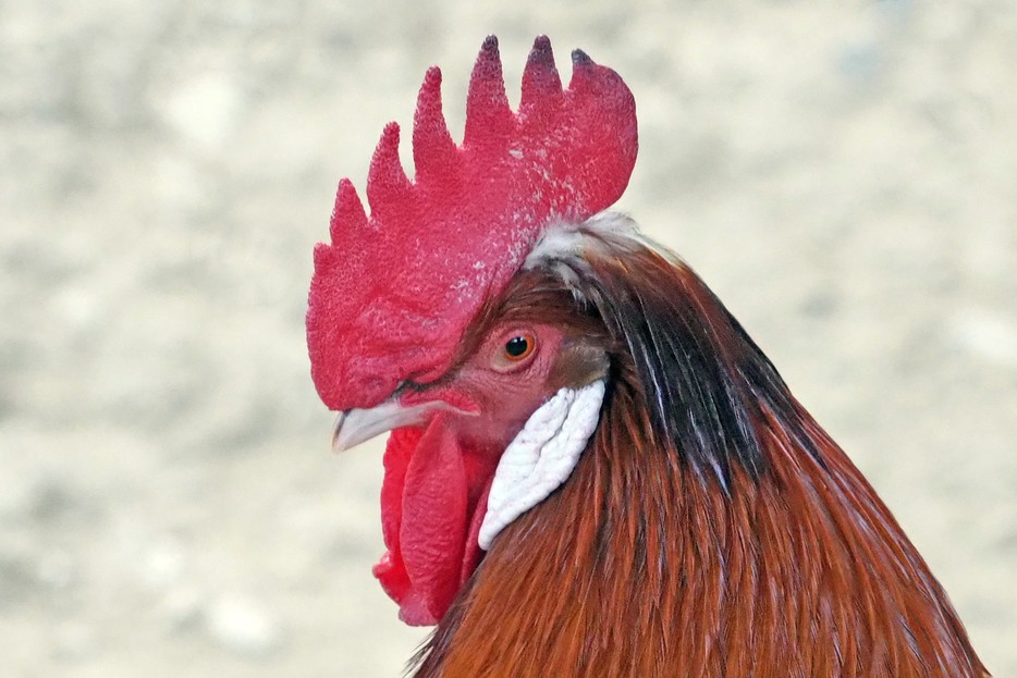 Huhn Englisch Huhn Englisch
