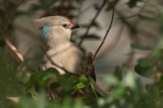 Blaunacken-Mausvogel