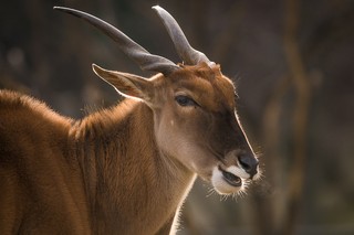 Elenantilope