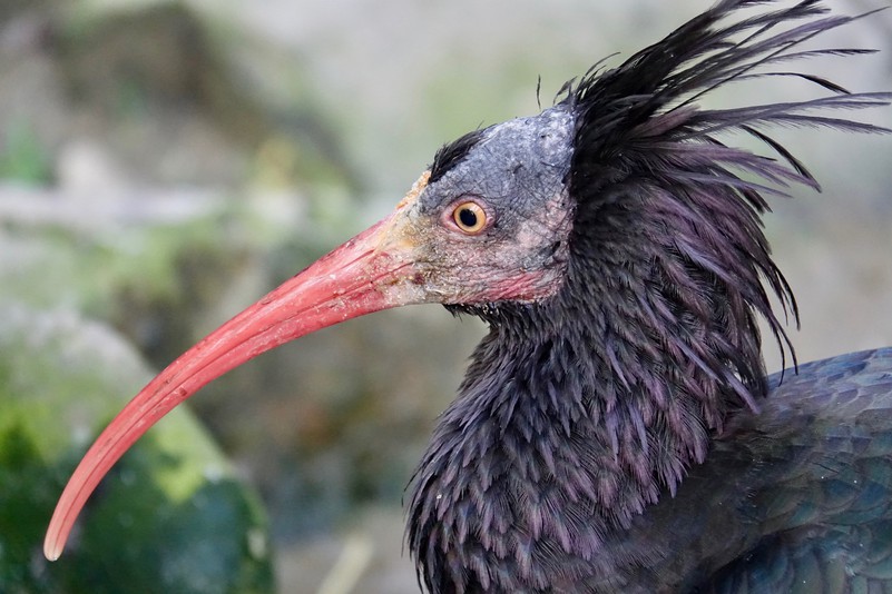 Waldrapp – Tiergarten Schönbrunn