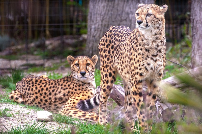 Gepard – Tiergarten Schönbrunn