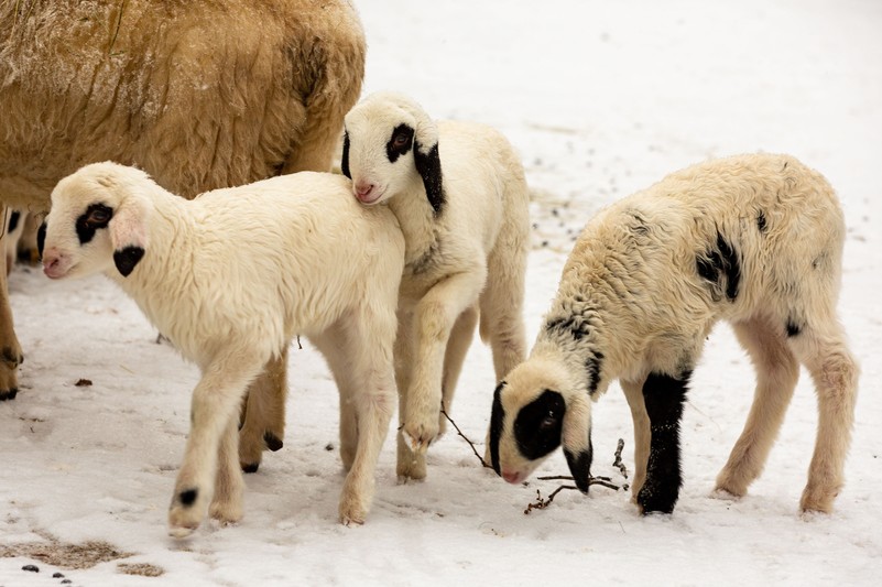 Kärntner Brillenschaf Tiergarten Schönbrunn
