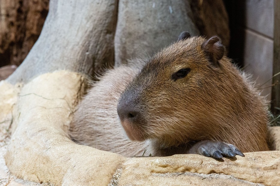 Essbar Capybara Kapibara Wasserschwein