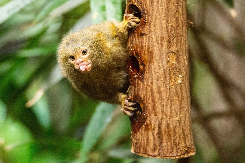 Fingeraffe Zwergseidenaffe – Tiergarten Schönbrunn