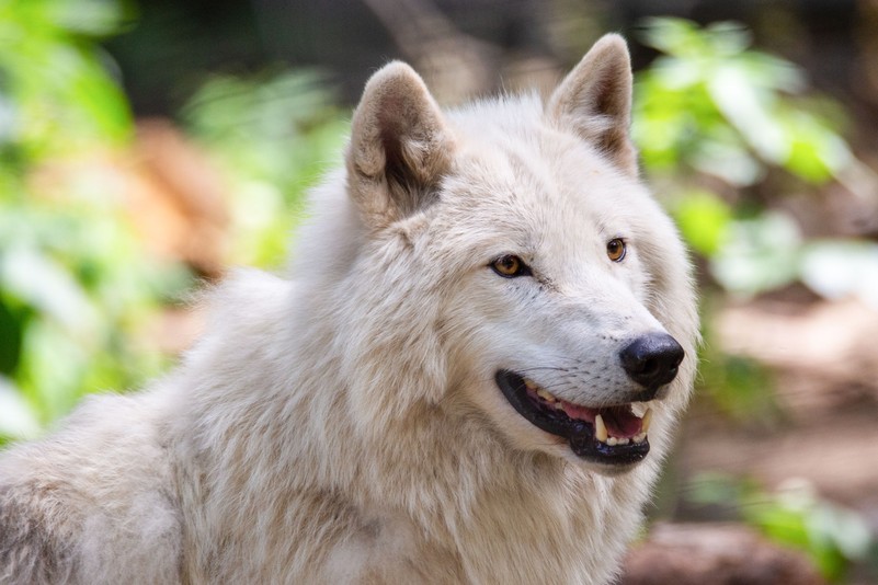 Arctic Wolf