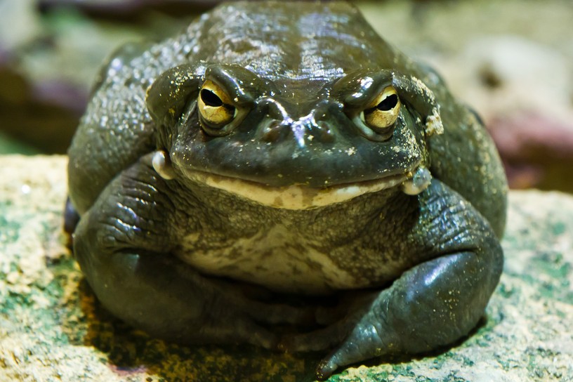 Foto Ing. Harald Seitz , 7. Februar 2012