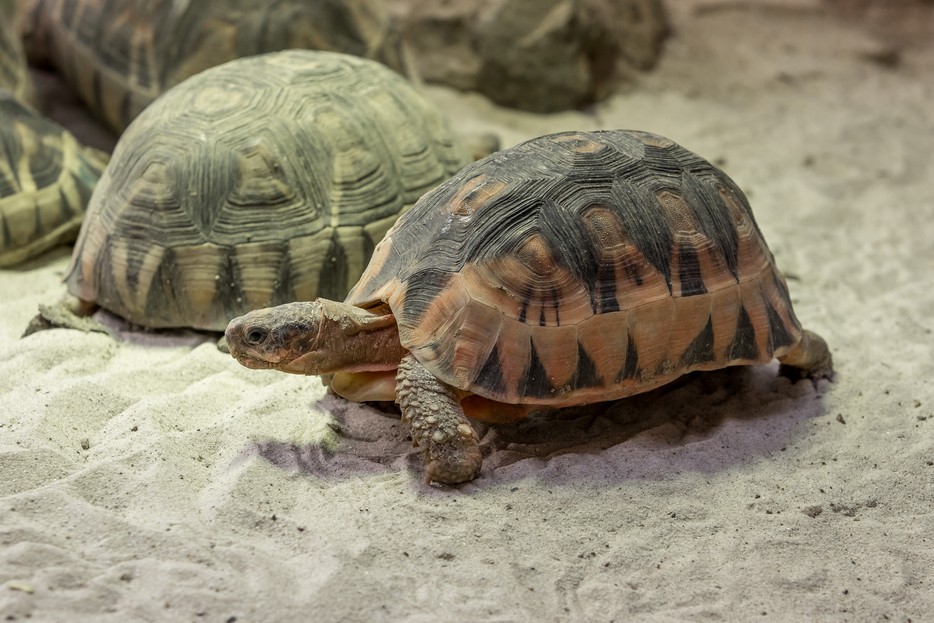 Afrikanische Schnabelbrust-Schildkröte – Tiergarten Schönbrunn