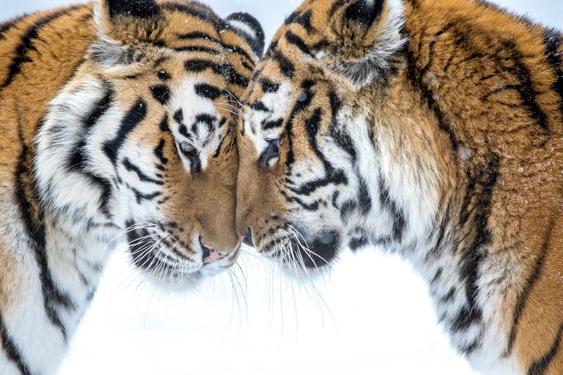 Sibirischer Tiger Tiergarten Schonbrunn