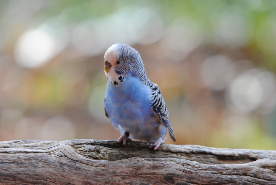 Wellensittich Tiergarten Schonbrunn