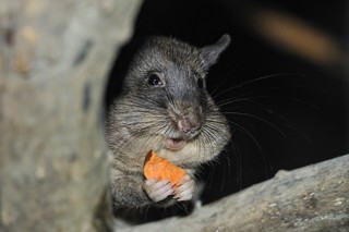 Gambia Riesenhamsterratte
