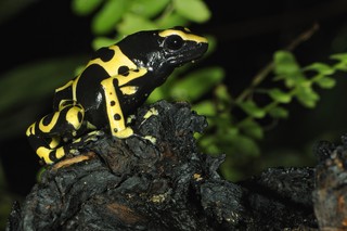 Gelbgebänderter Baumsteigerfrosch