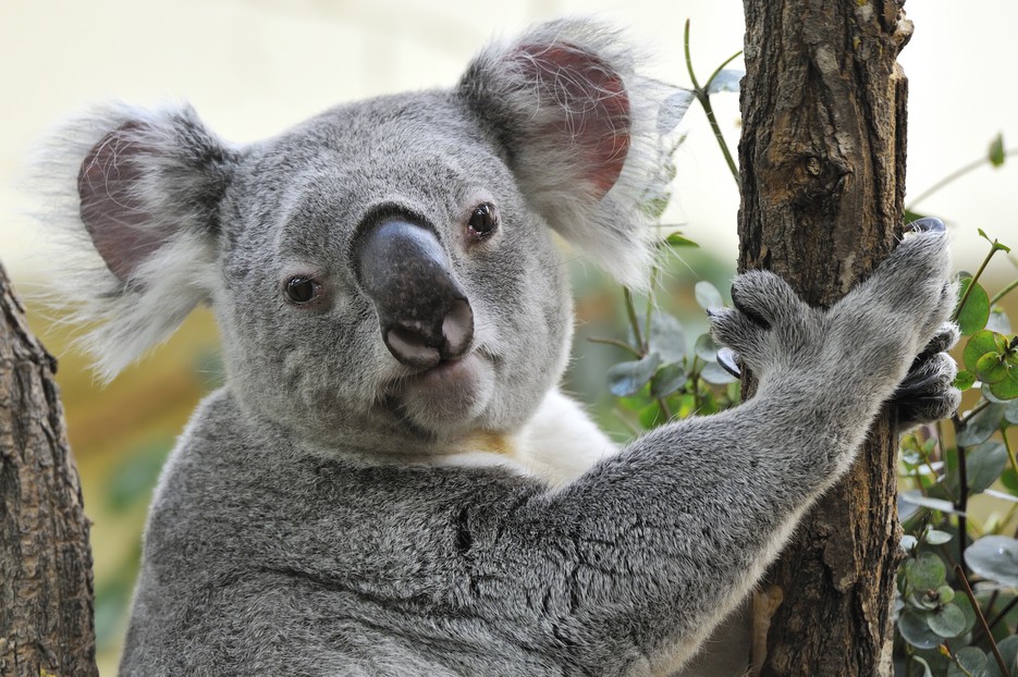 Altes Koala-Männchen Bilyarra eingeschläfert – Tiergarten Schönbrunn