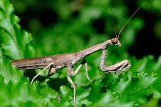 Astmantis
