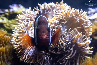 Roter Anemonenfisch