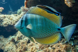 Indischer Segelflossen-Doktorfisch