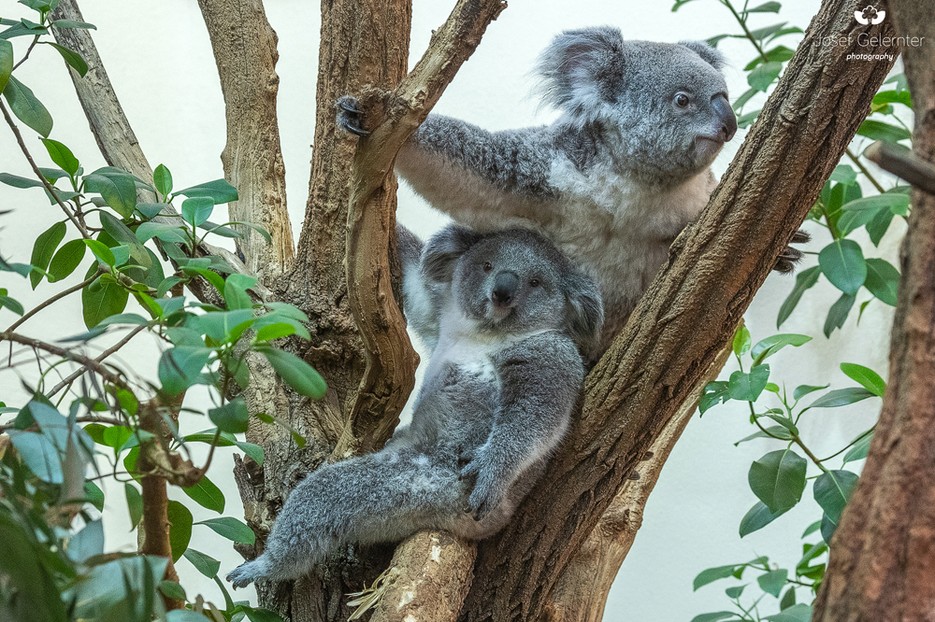 Queensland Koala Tiergarten Schönbrunn
