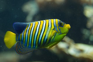 Pfauen-Kaiserfisch
