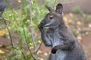 Bennettkänguru