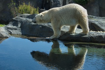 Foto für: Polar Bear Week